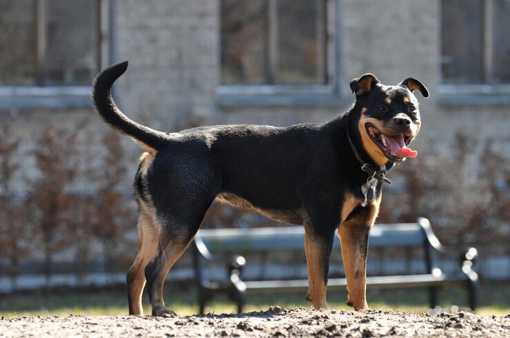 В Чановском округе наказали хозяина собаки, покусавшей ребёнка